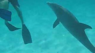 swimming with a frisky dolphin